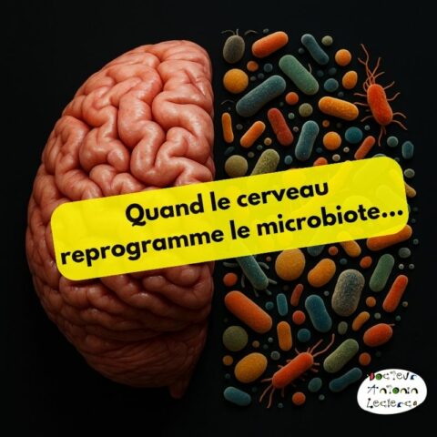 Cerveau et microbiote - Dr Antonin Leclercq - Nutrition, Micronutrition ...